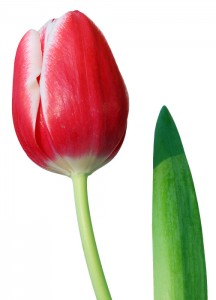 cerveny-tulipan-1229.jpg